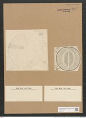 Campylodiscus undulatus Grev. (de-Toni-Nr.: Genus 57, Species 2447) Zeichnungen Sammlung Grunow Nr. 4916 (NHMW-BOT-W0373124)